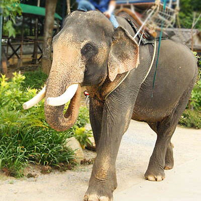 ein Elefant mit einem Mann auf dem Rücken und ein Korb, auf dem Touristen sitzen können
